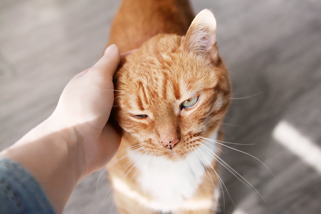 Everything you need to know about fleas and Cat Scratch