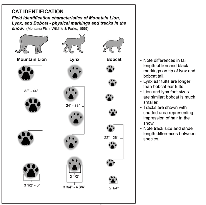 Cougar Watch Protect the Adirondacks!