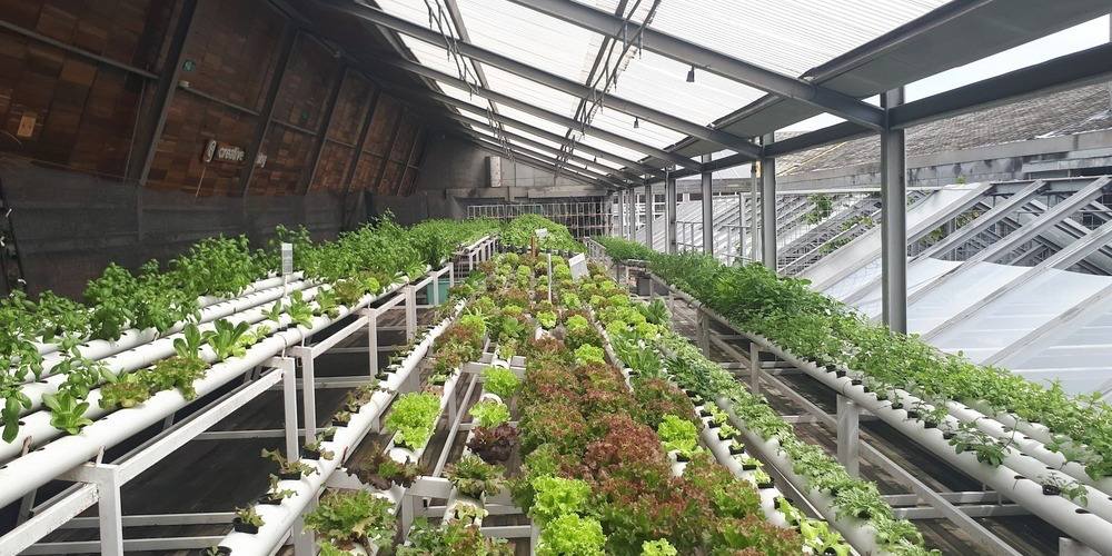 Polyhouse Farming What is Polyhouse, Benefits, Types, Setup Cost in