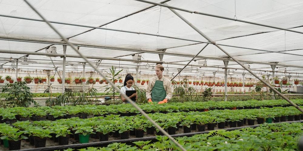 Greenhouse Gardening For Dummies Fasci Garden