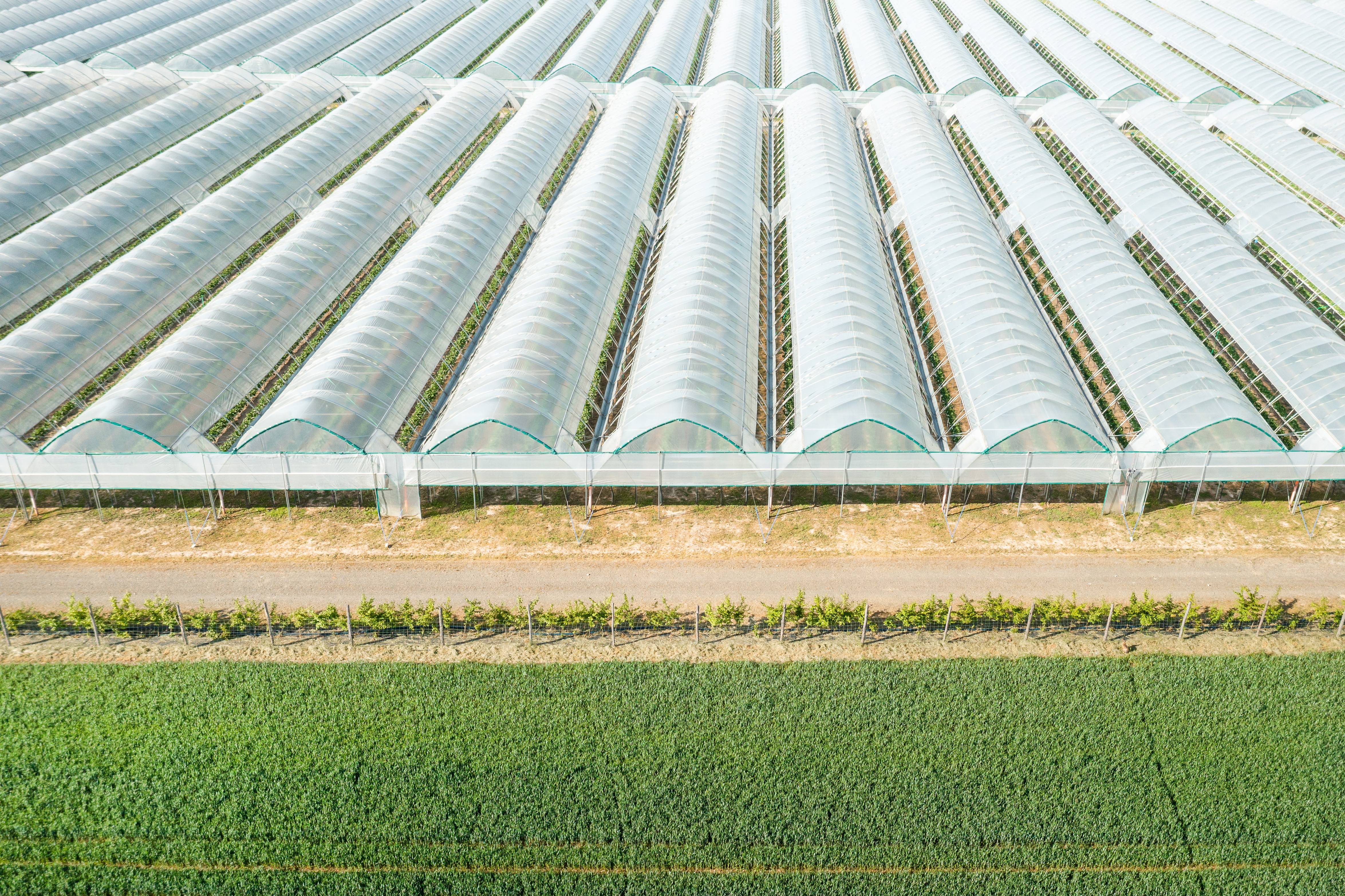 Polyhouse Farming A Comprehensive Beginner's Guide Agriplast