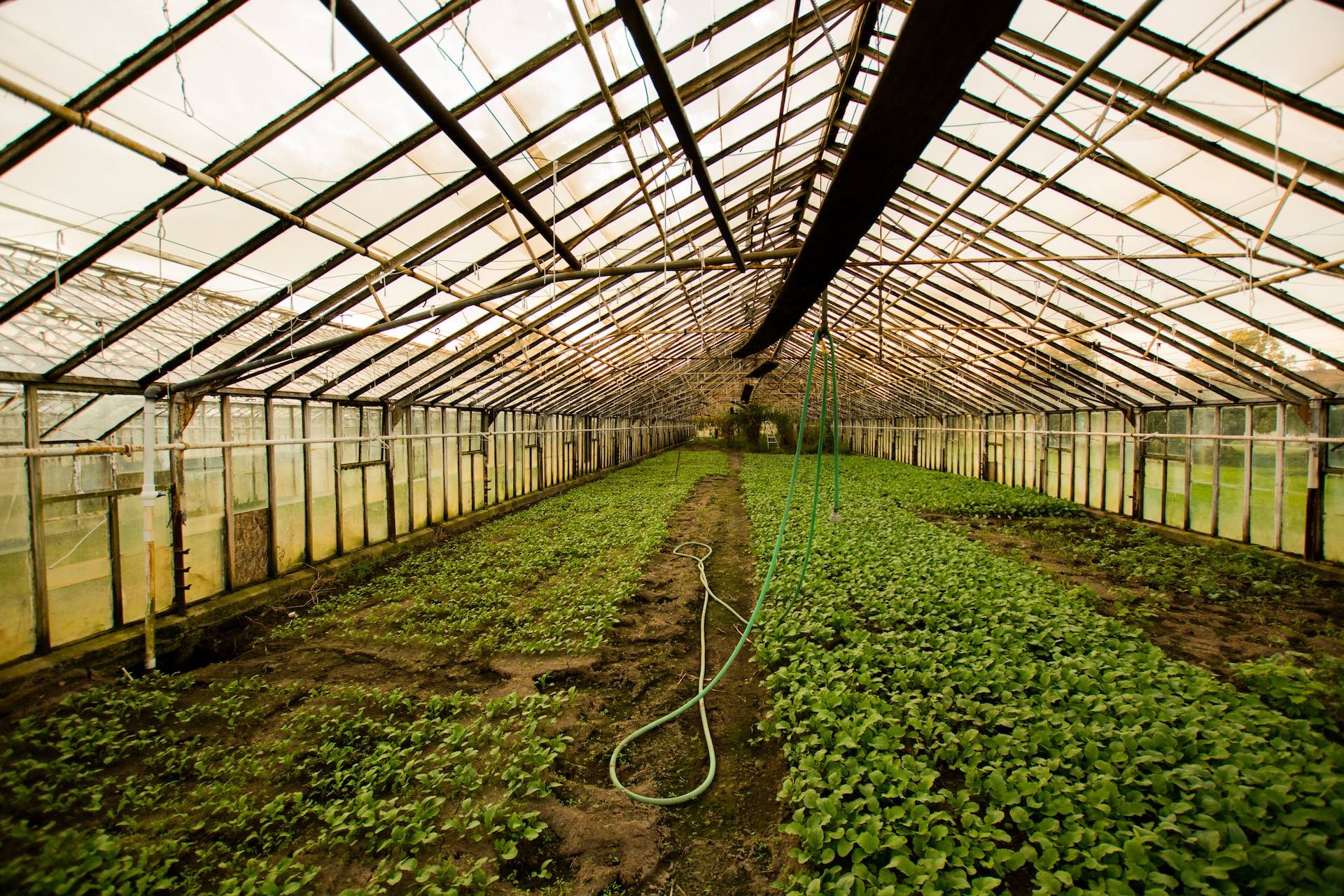 Maximizing Crop Yield in Polyhouse Farming Effective Pest and Disease