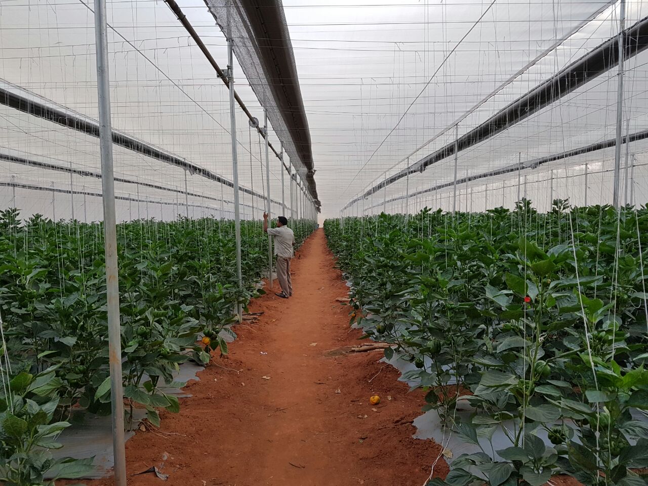 Flat Roof Net House Agriplast Protected Cultivation