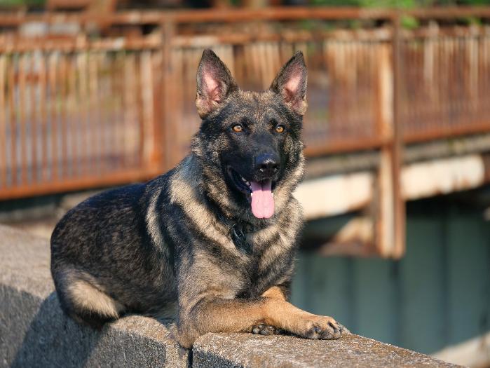 Protection Dog Sales Product Detail