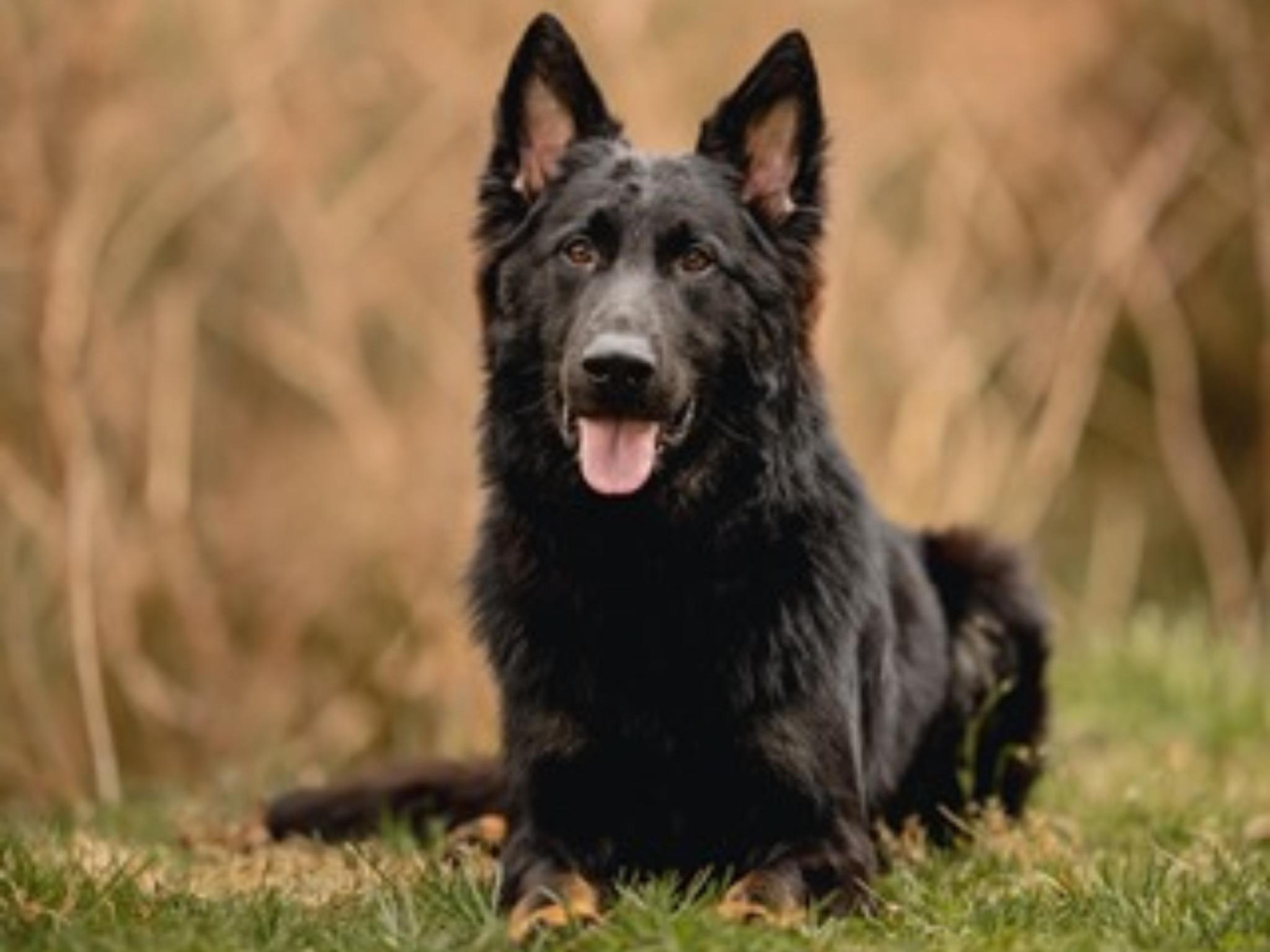 Protection Dog Sales Product Detail