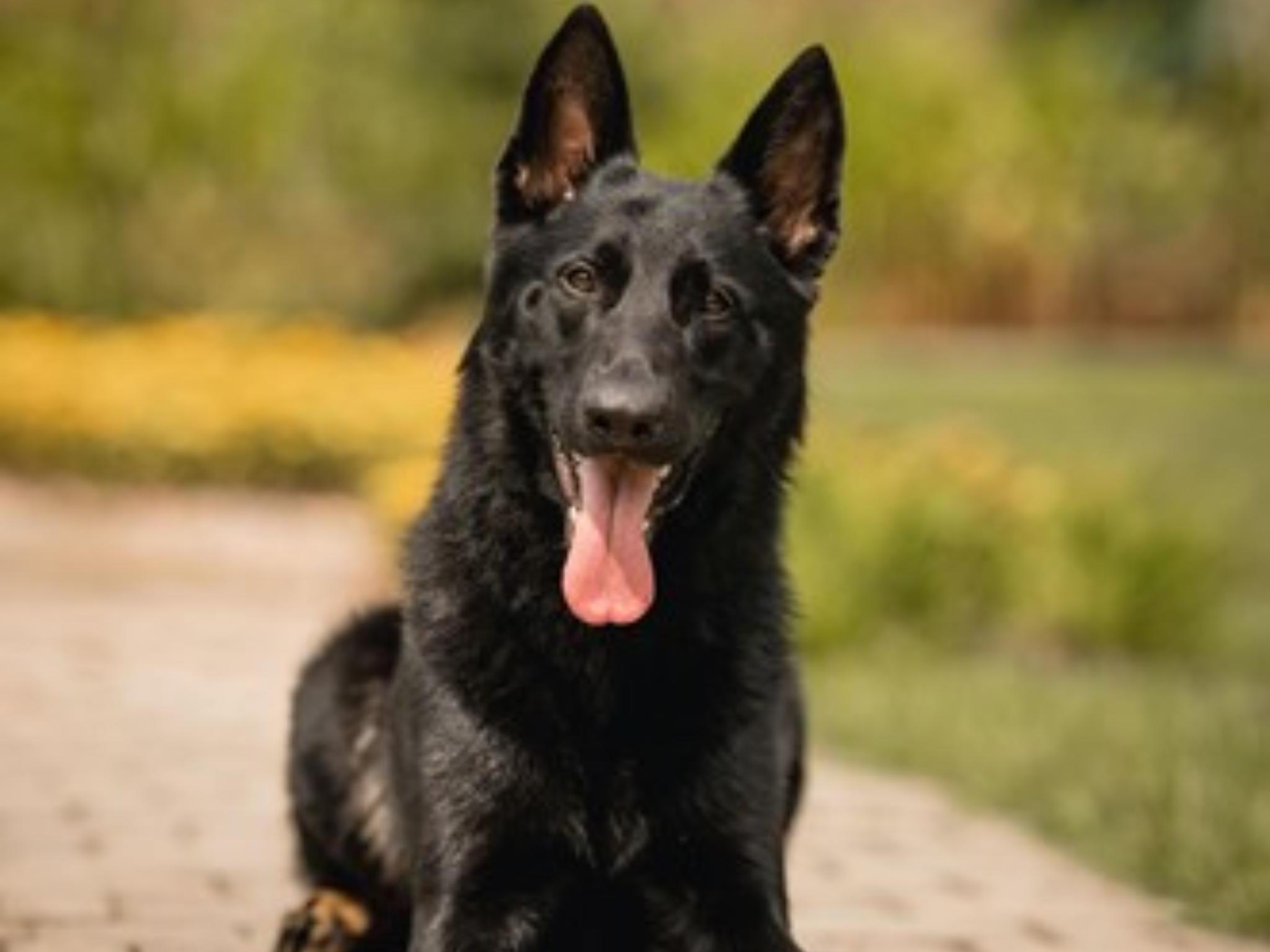 Protection Dog Sales Product Detail