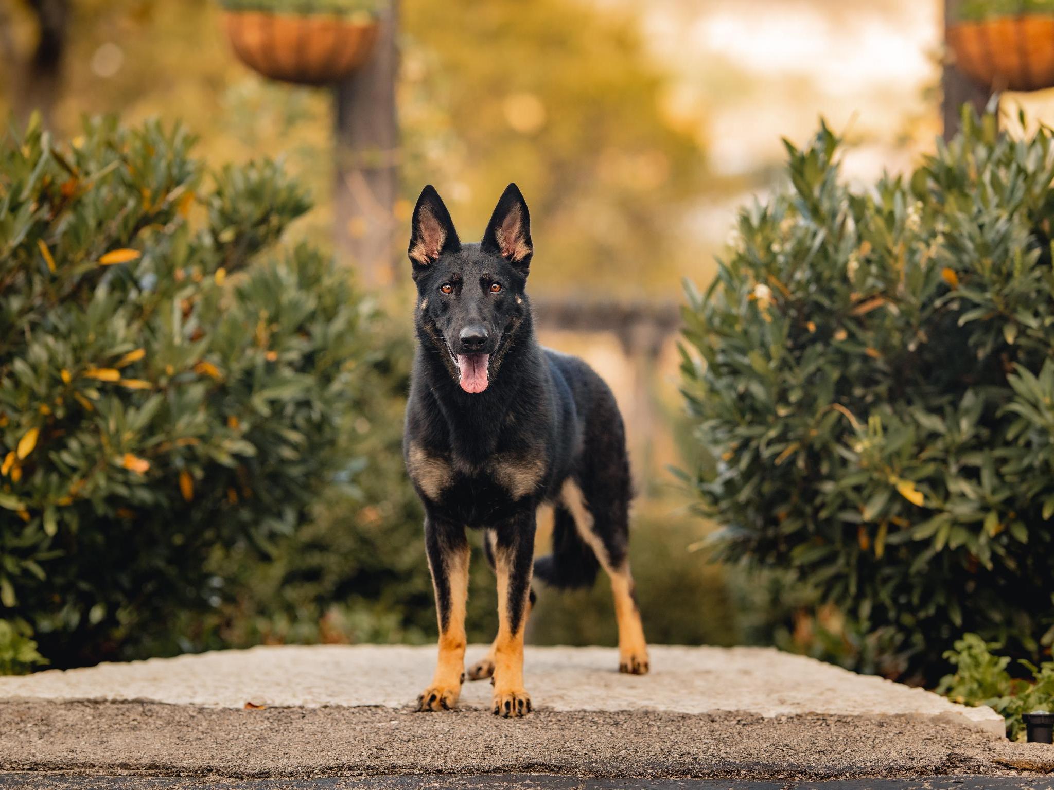 Protection Dog Sales Product Detail