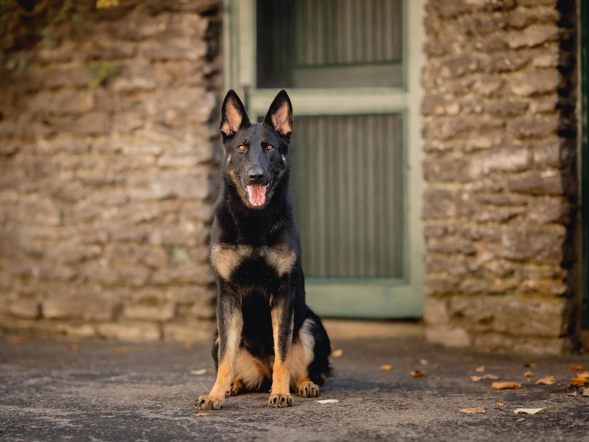 Protection Dog Sales Product Detail