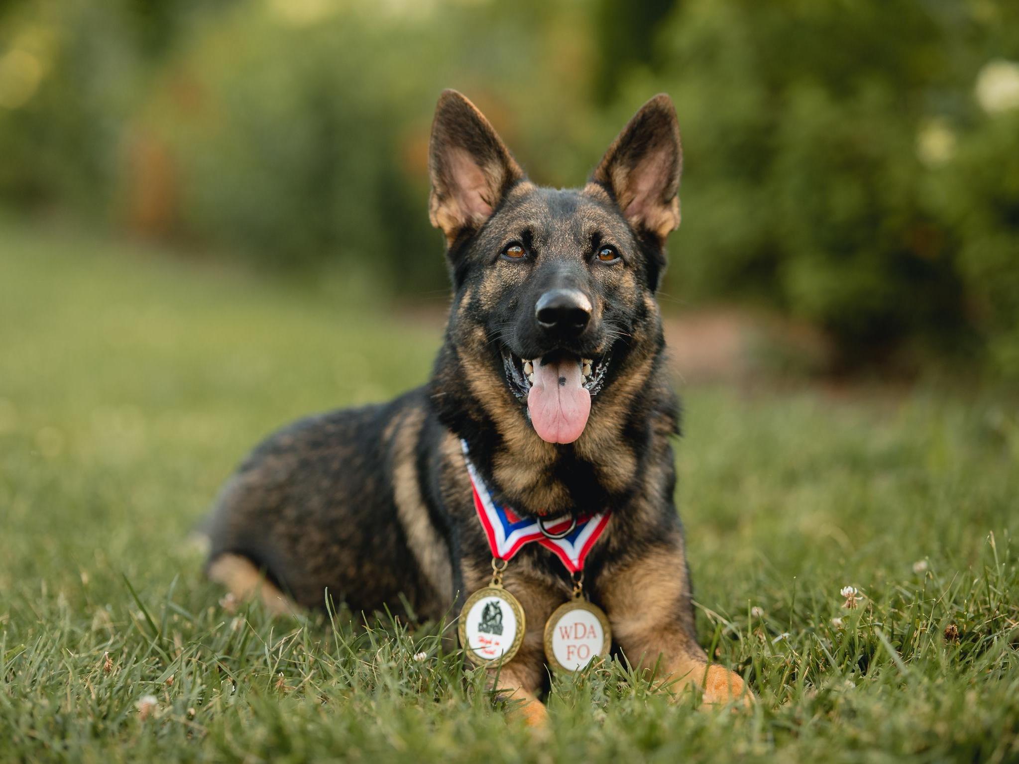 Protection Dog Sales Product Detail