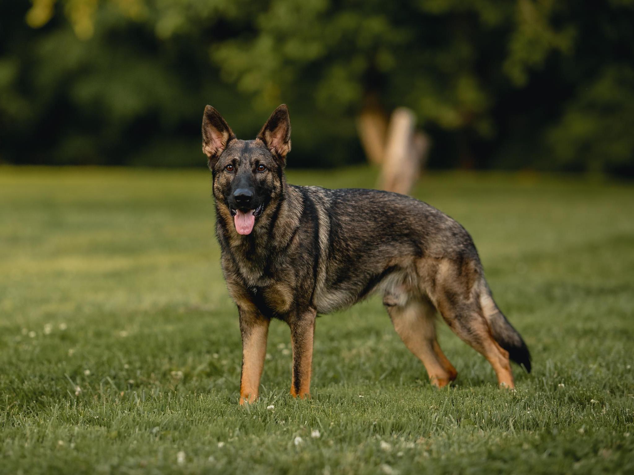 Protection Dog Sales Product Detail