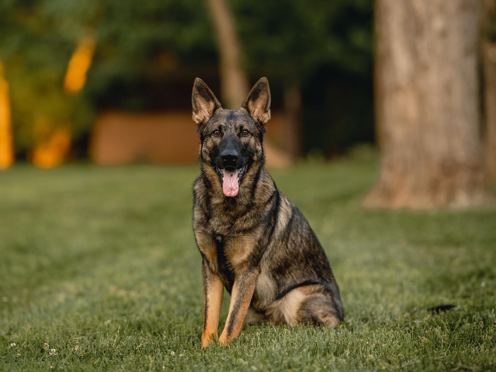 Protection Dog Sales Product Detail