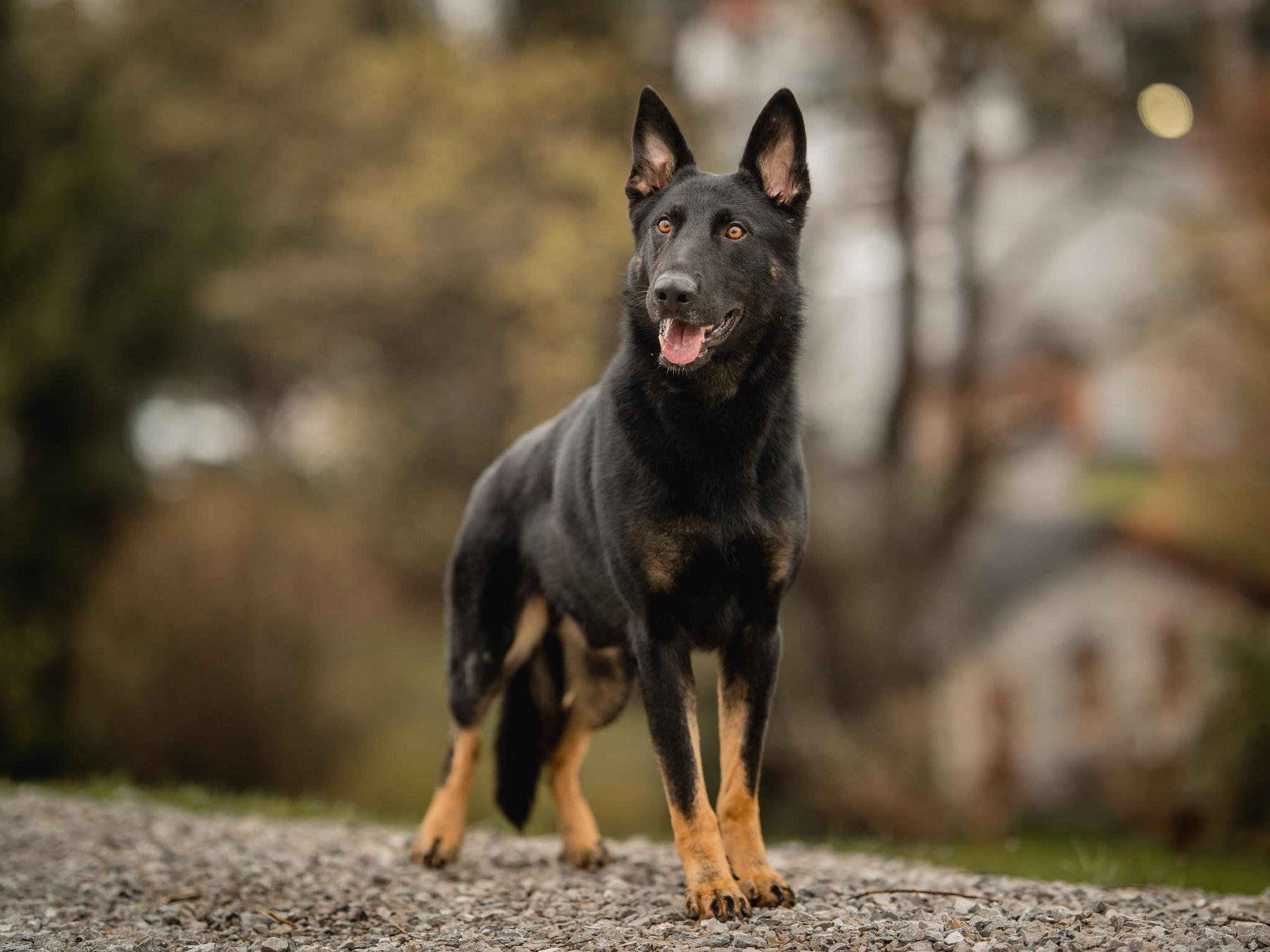 Protection Dog Sales Product Detail