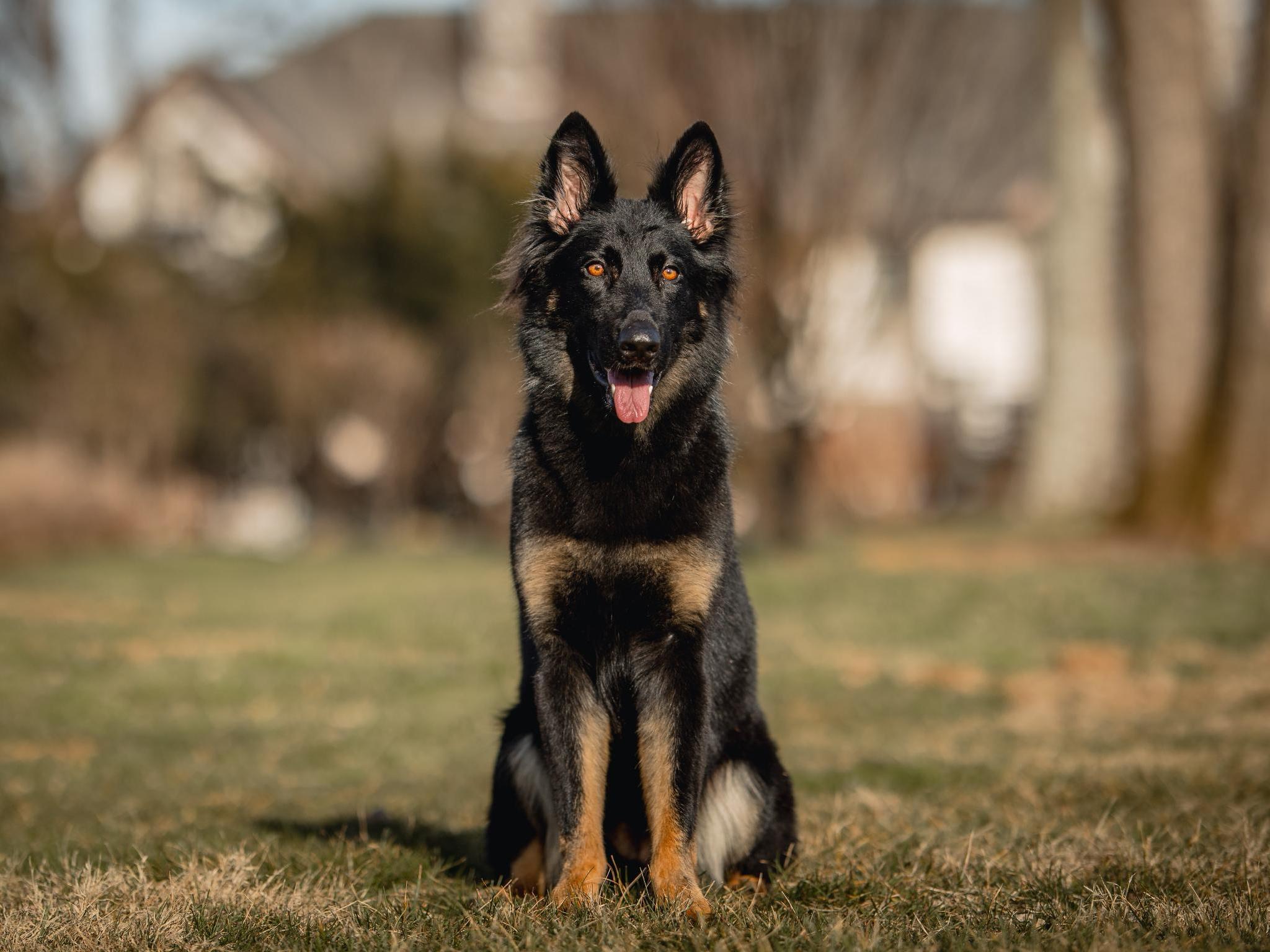 Protection Dog Sales Product Detail