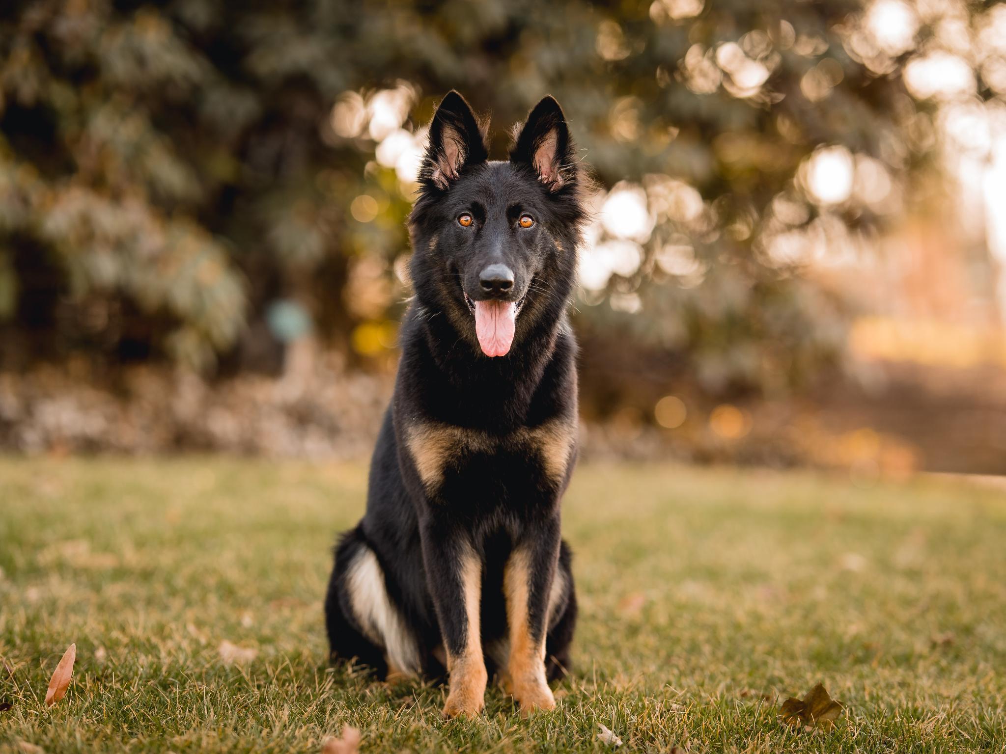 Protection Dog Sales Product Detail