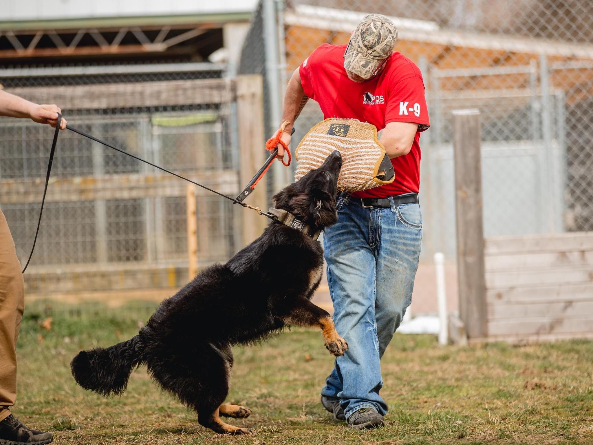Protection Dog Sales Product Detail