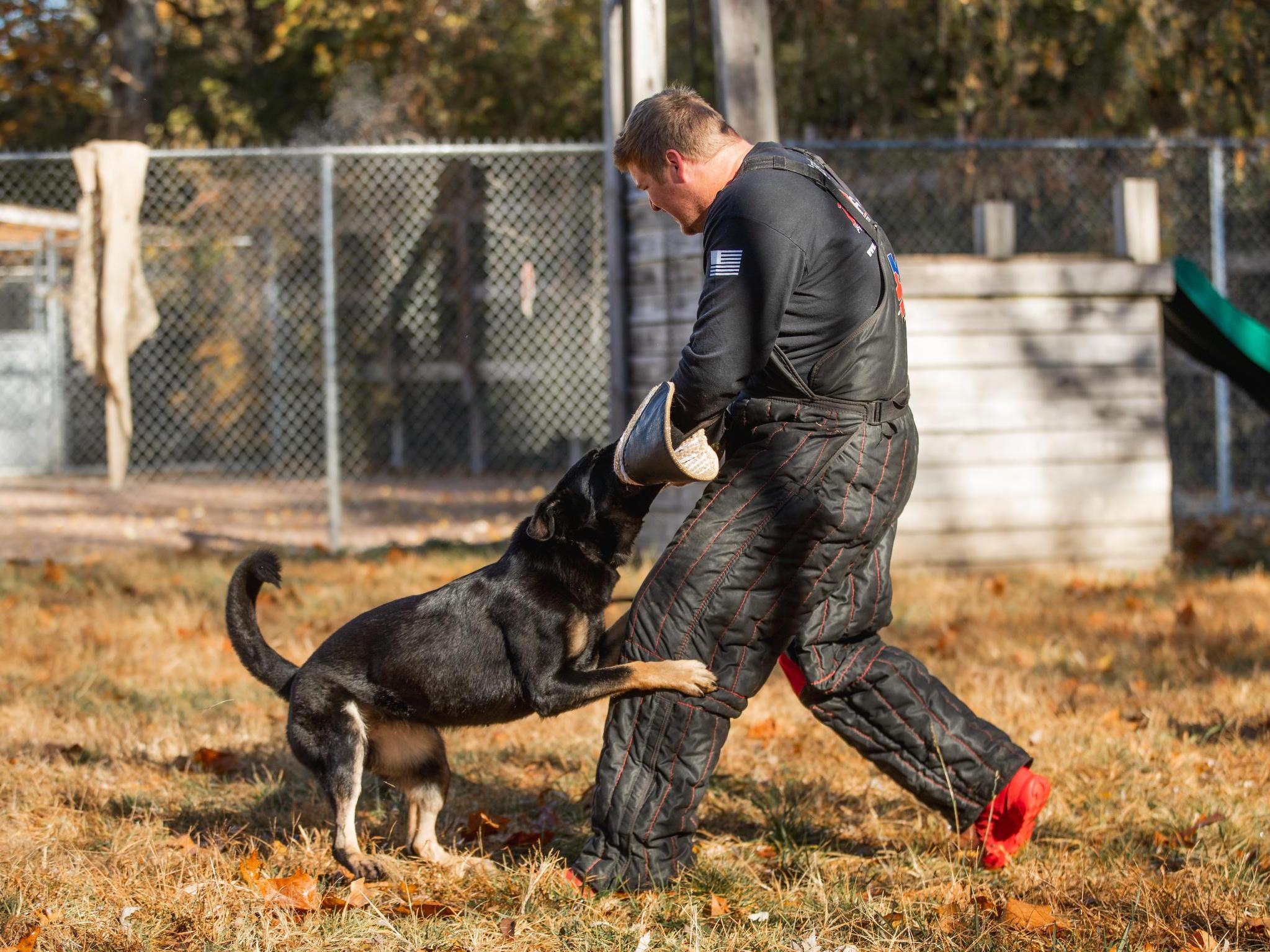 Protection Dog Sales Product Detail