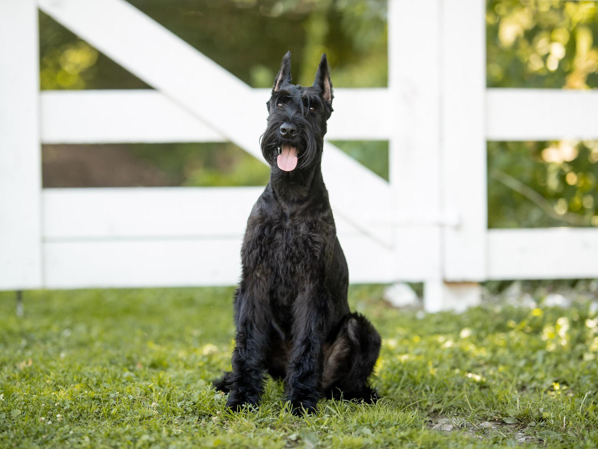 Protection Dog Sales Product Detail