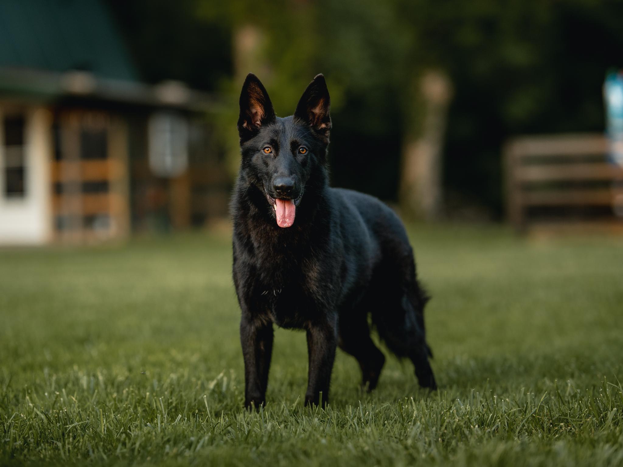 Protection Dog Sales Product Detail