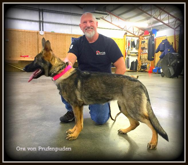 Protection Dogs For Sale Protection Dog Sales