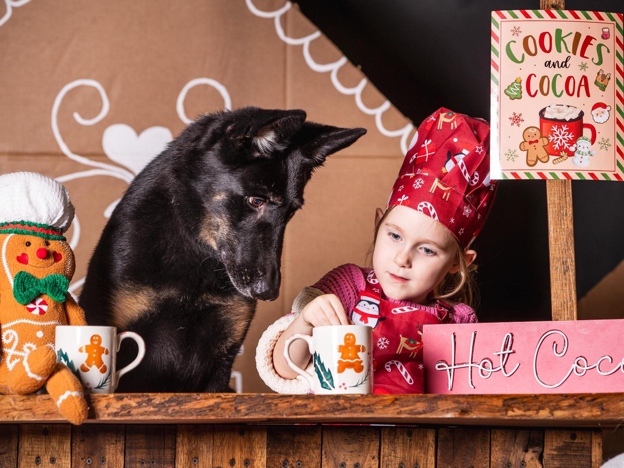 Protection Dogs For Sale Protection Dog Sales