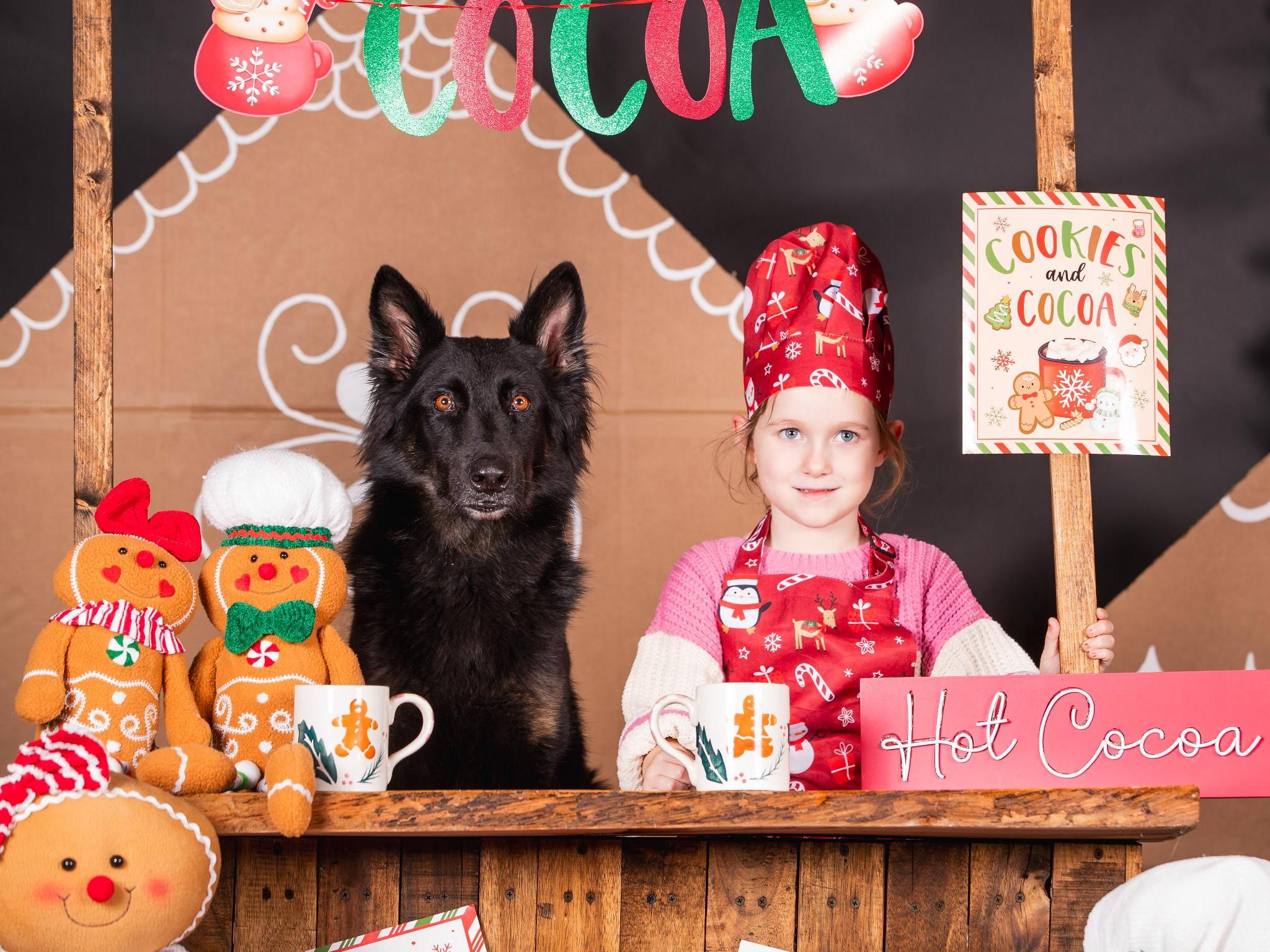 Protection Dogs For Sale Protection Dog Sales