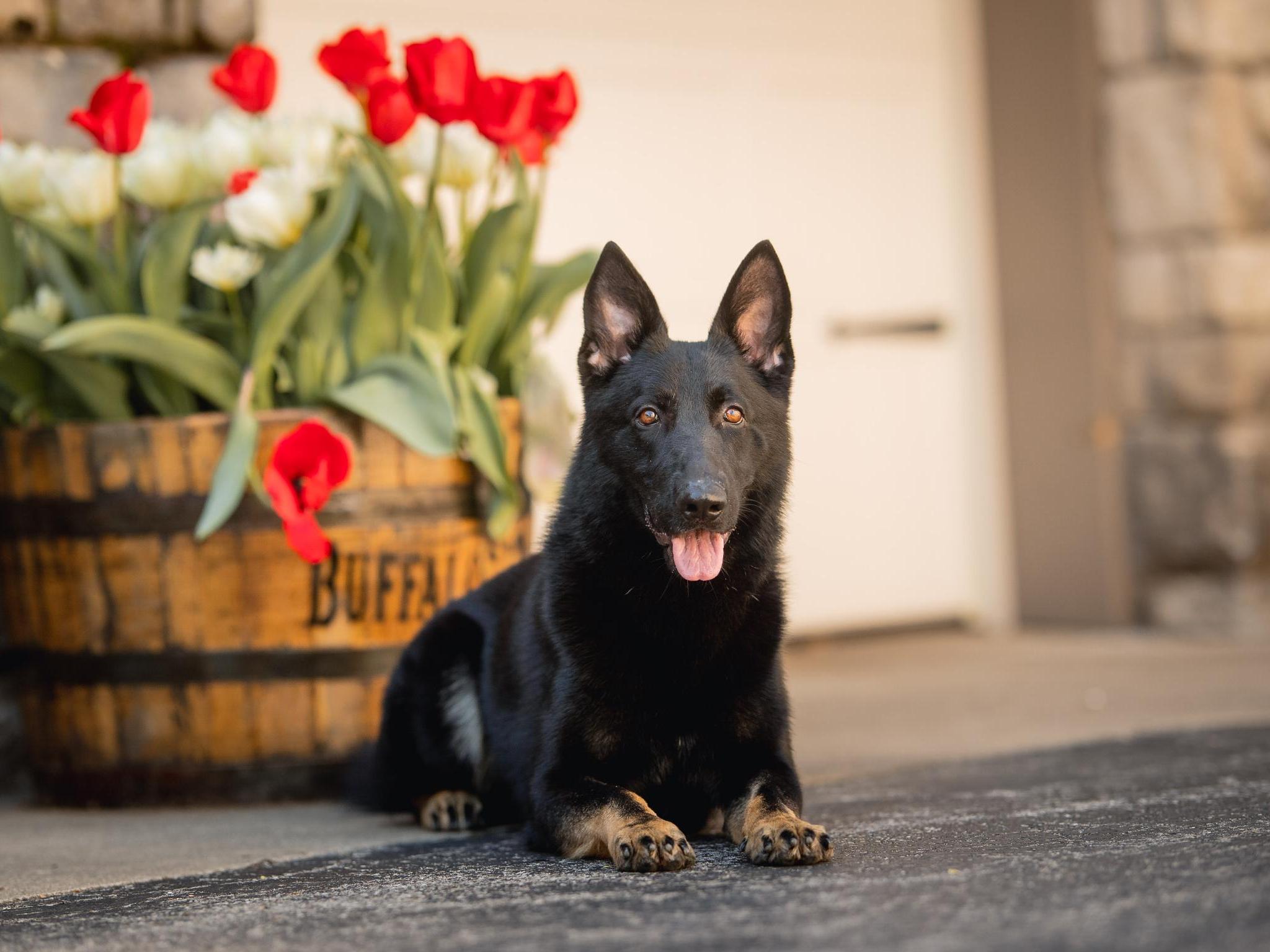 Protection Dogs For Sale Protection Dog Sales