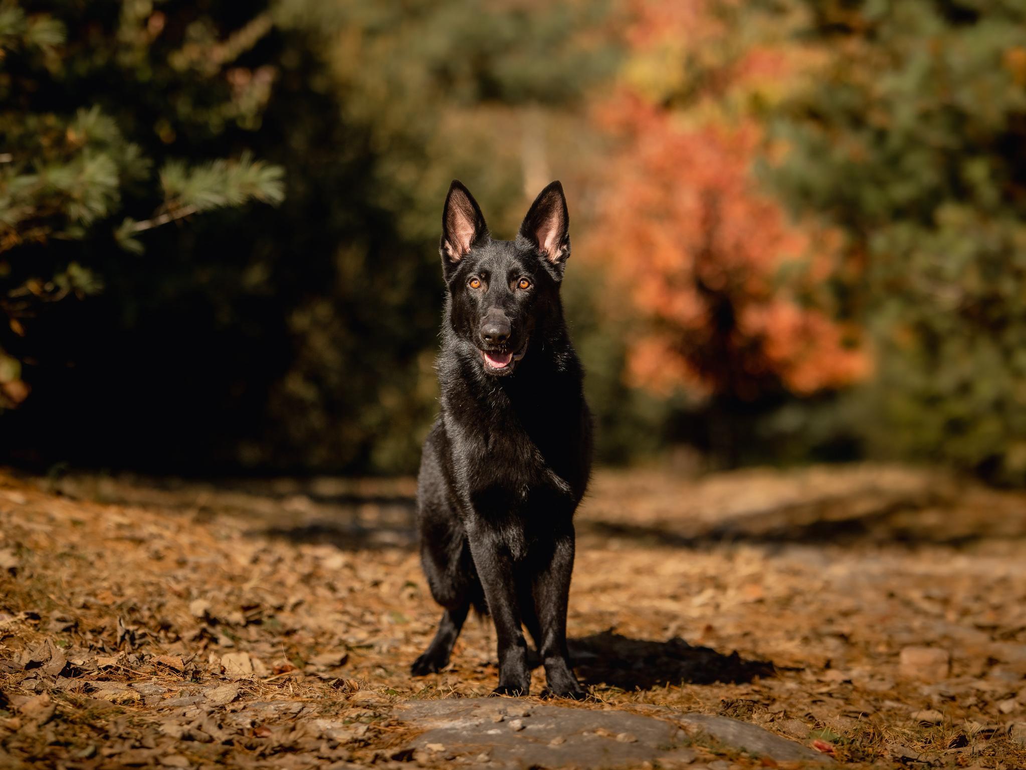 Protection Dogs For Sale Protection Dog Sales