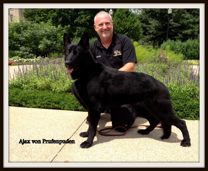 Protection Dog Sales Product Detail