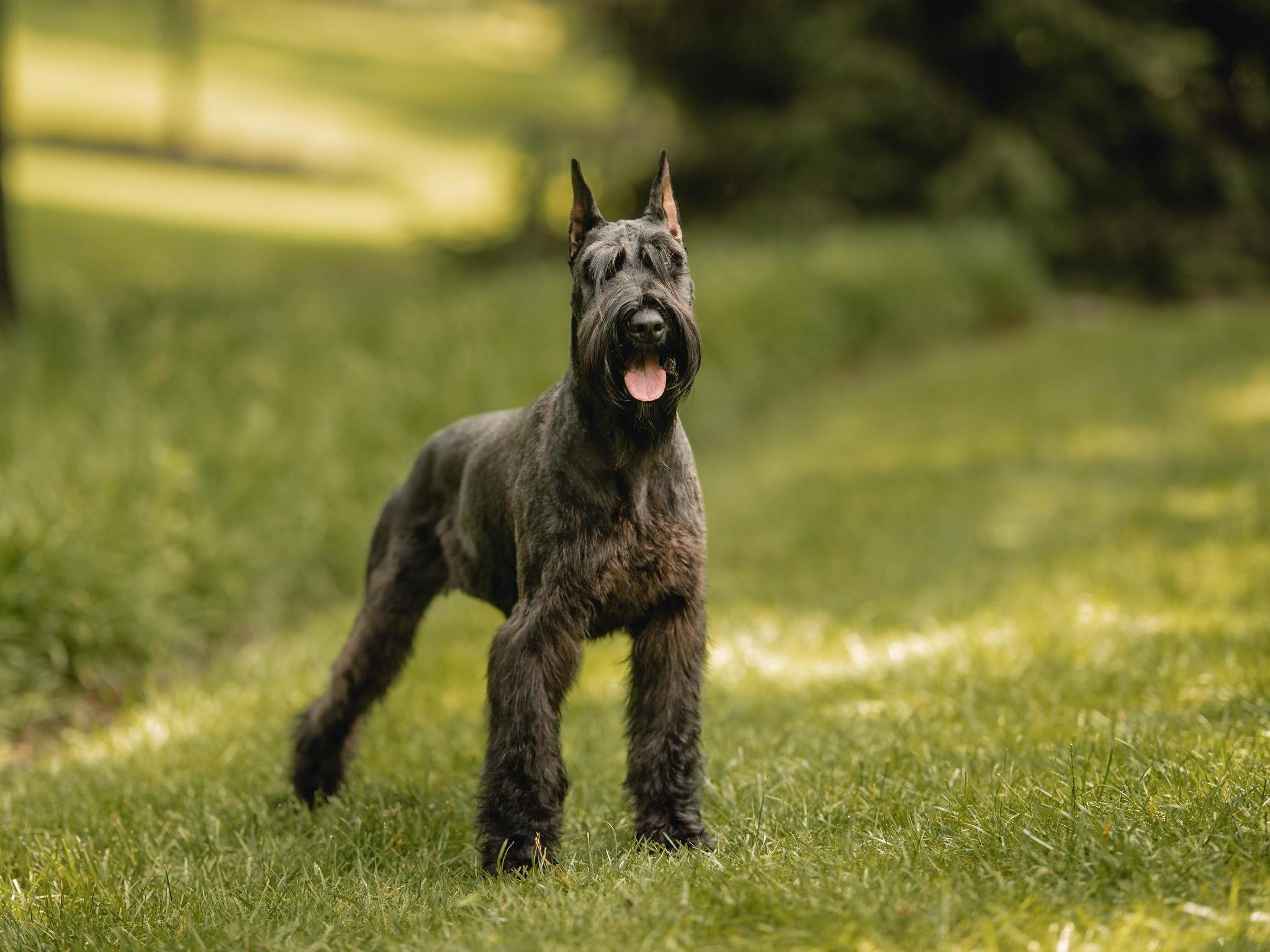 Protection Dogs For Sale Protection Dog Sales