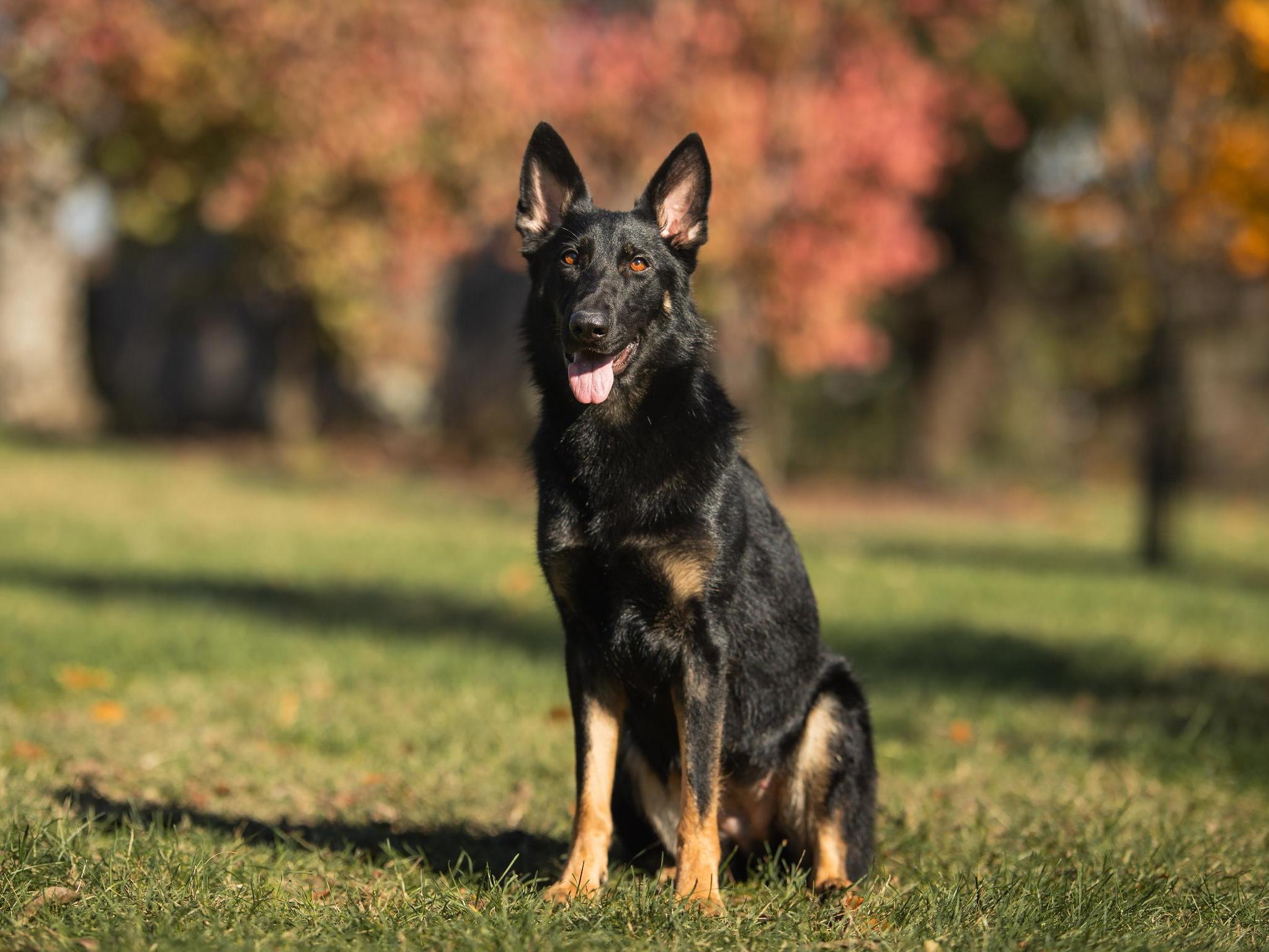 Protection Dogs For Sale Protection Dog Sales