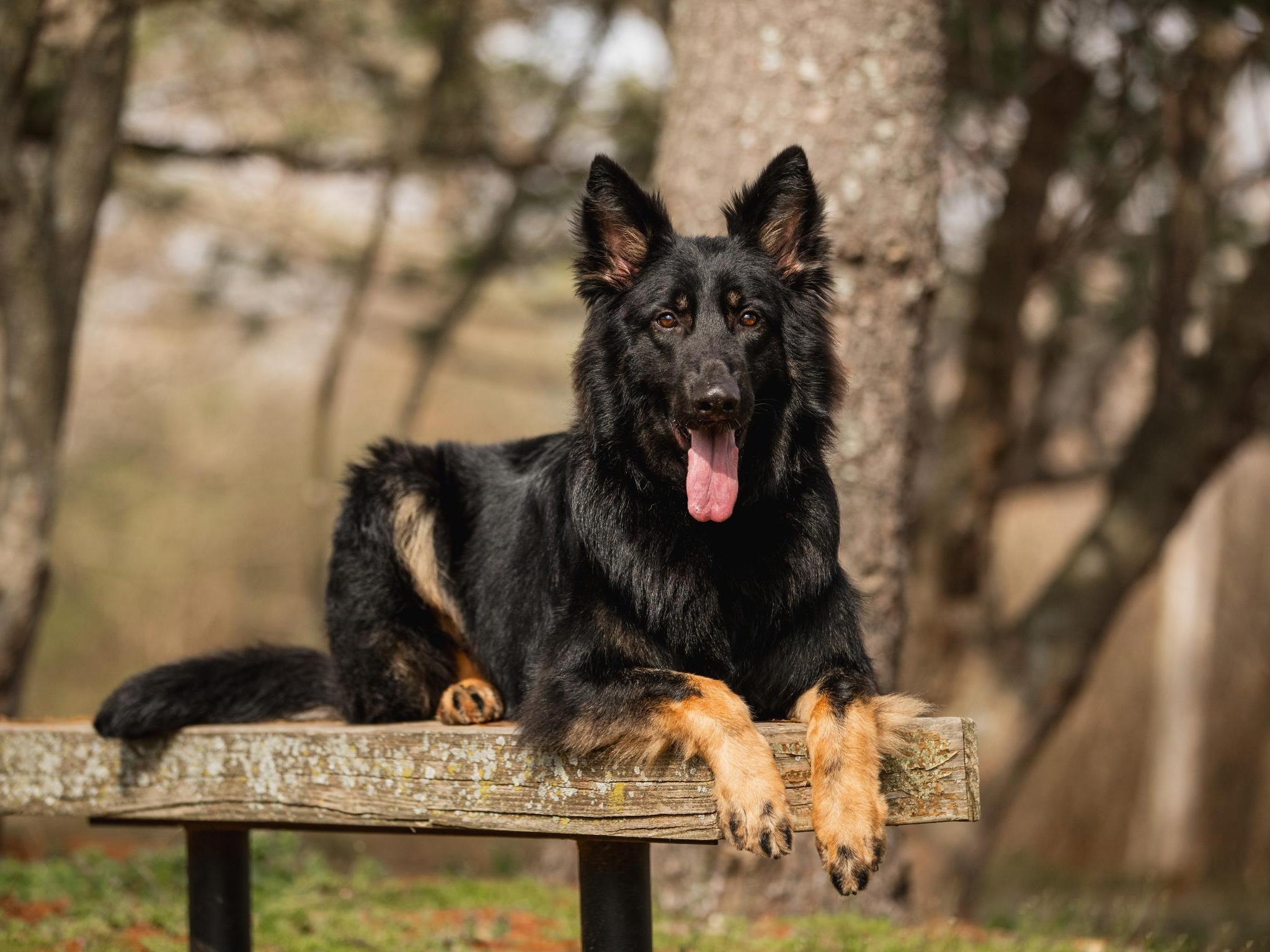 Protection Dogs For Sale Protection Dog Sales