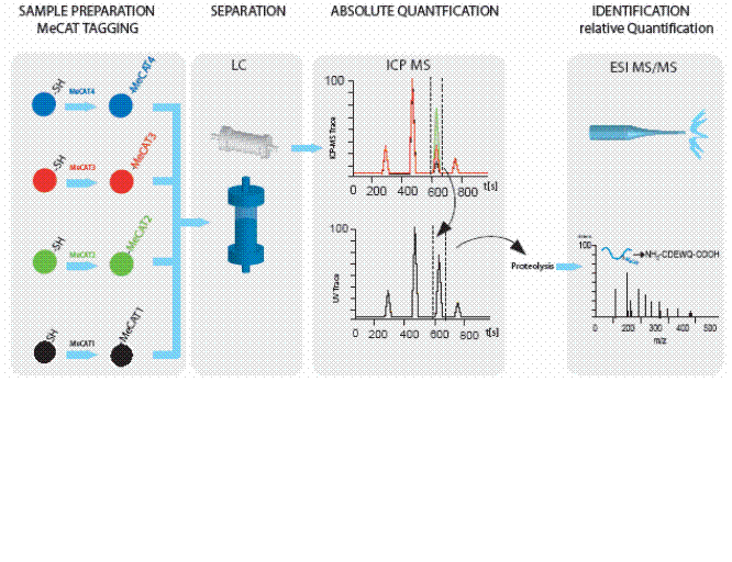 Proteome Factory MeCAT Absolute Protein Quantification Technology