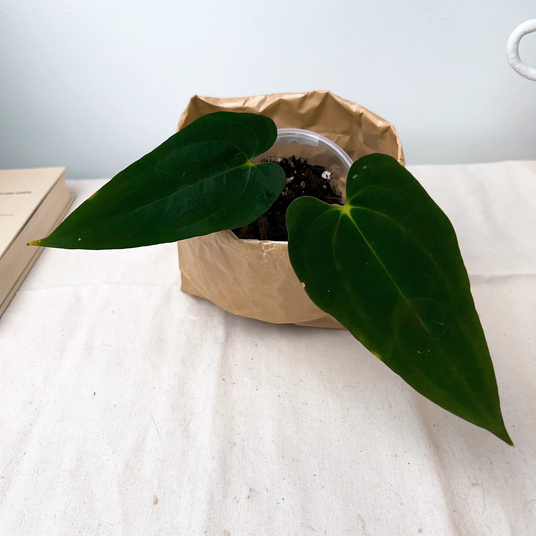 All indoor plants Buy Plants Online Canada ProtoLeaf