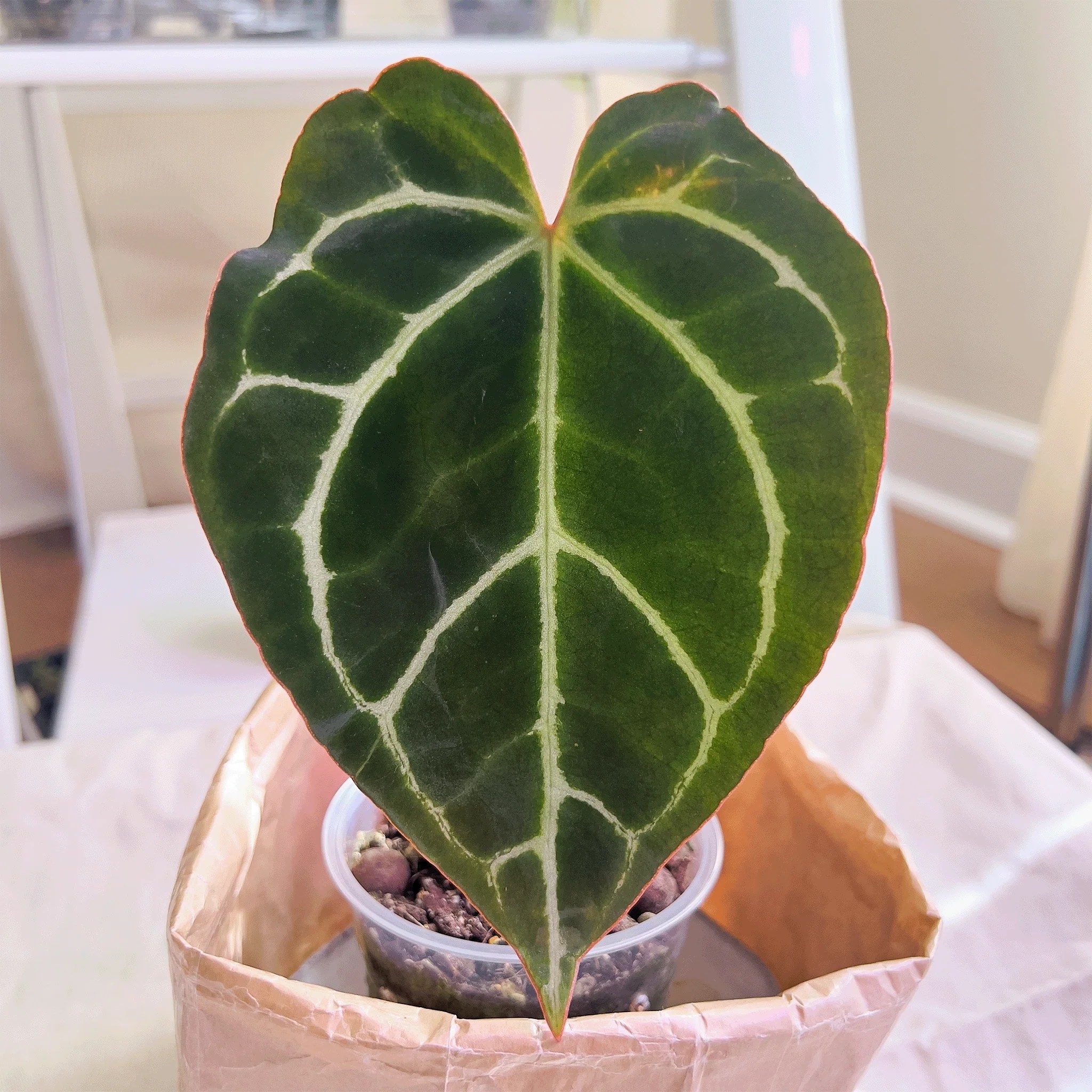 All indoor plants Buy Plants Online Canada ProtoLeaf