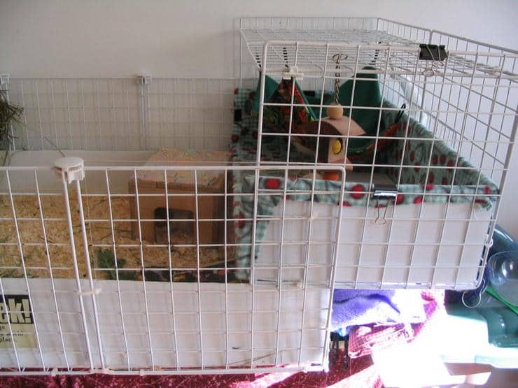 19 DIY Guinea Pig Cage Ideas Pro Tool Guide