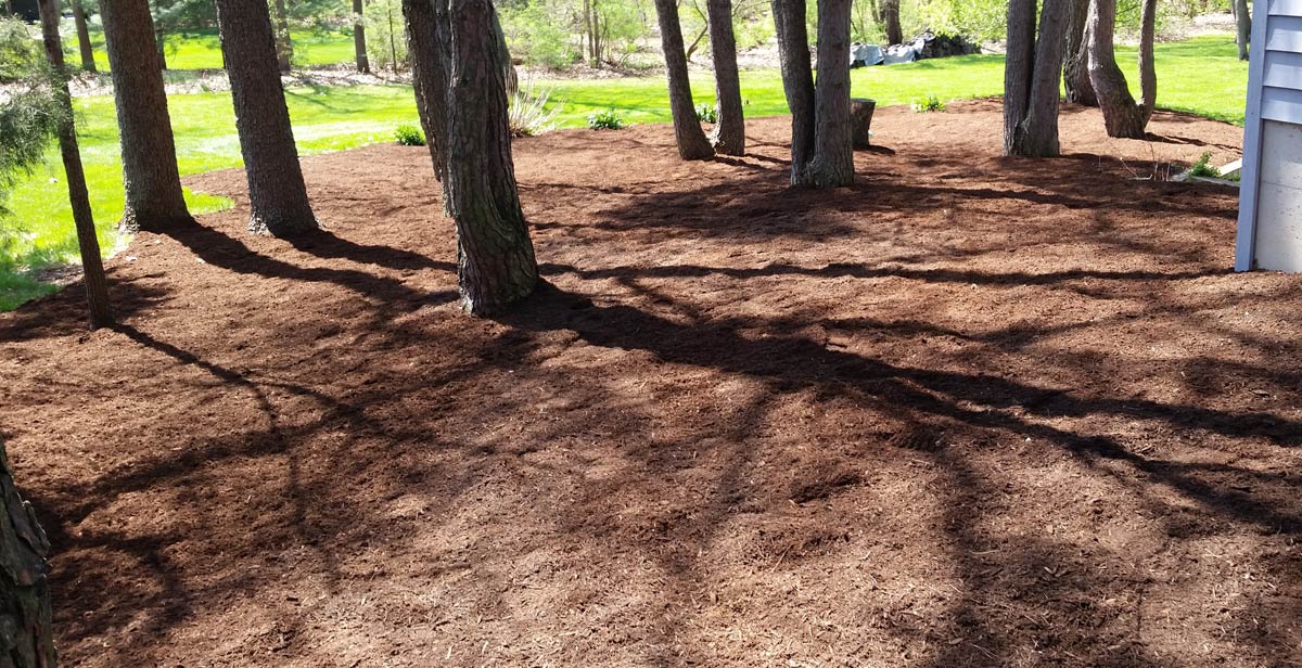 Softscapes Pro Turf Management