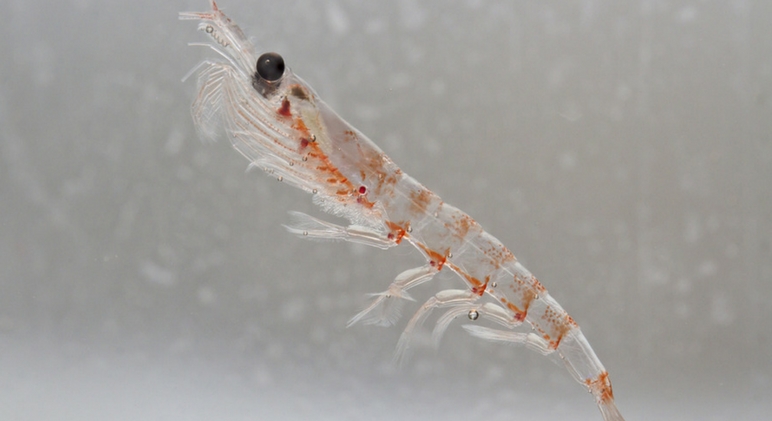 The Amazing Benefits Of Krill For Dogs Proud Dog Mom