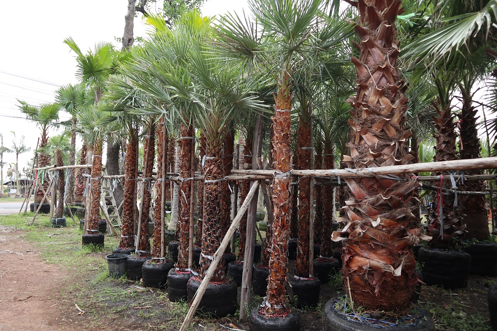 ornamental trees thailand, exotic plant thailand, plant nursery thailand
