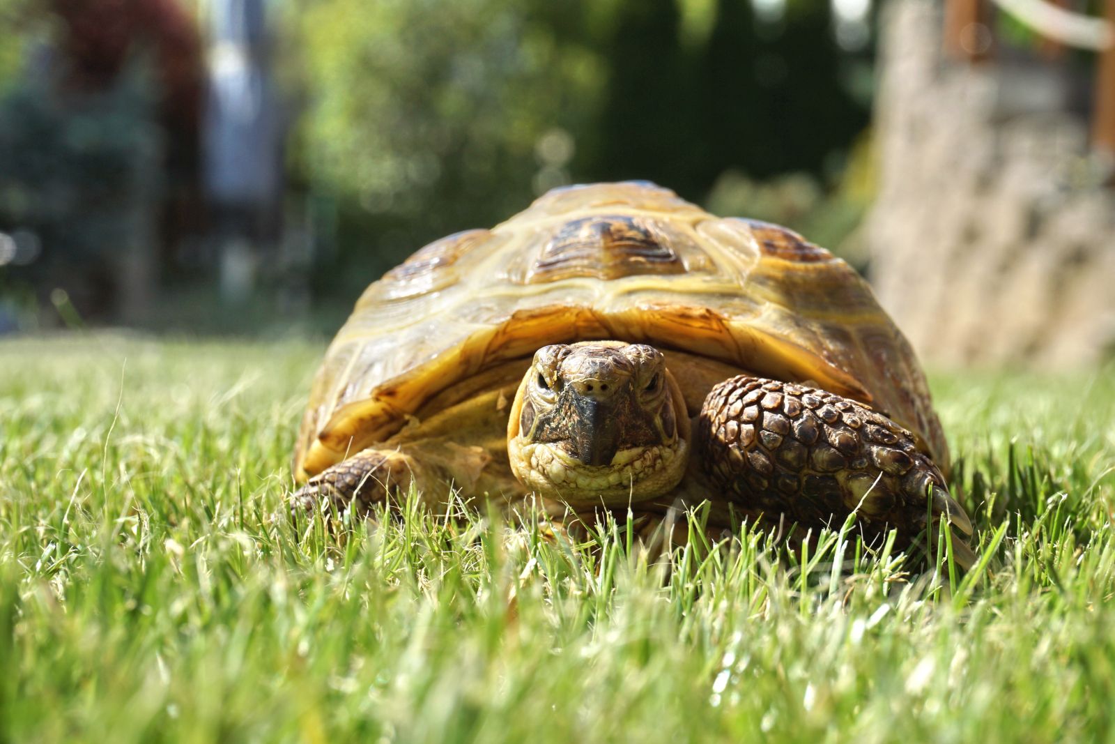 Gonfaron Ein Dorf fast nur für Schildkröten provence