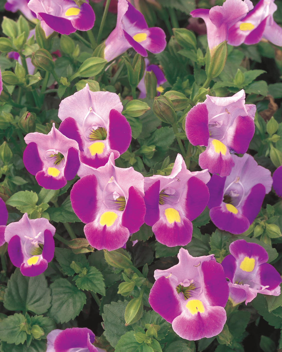Catalina® Pink Wishbone Flower Torenia Proven Winners