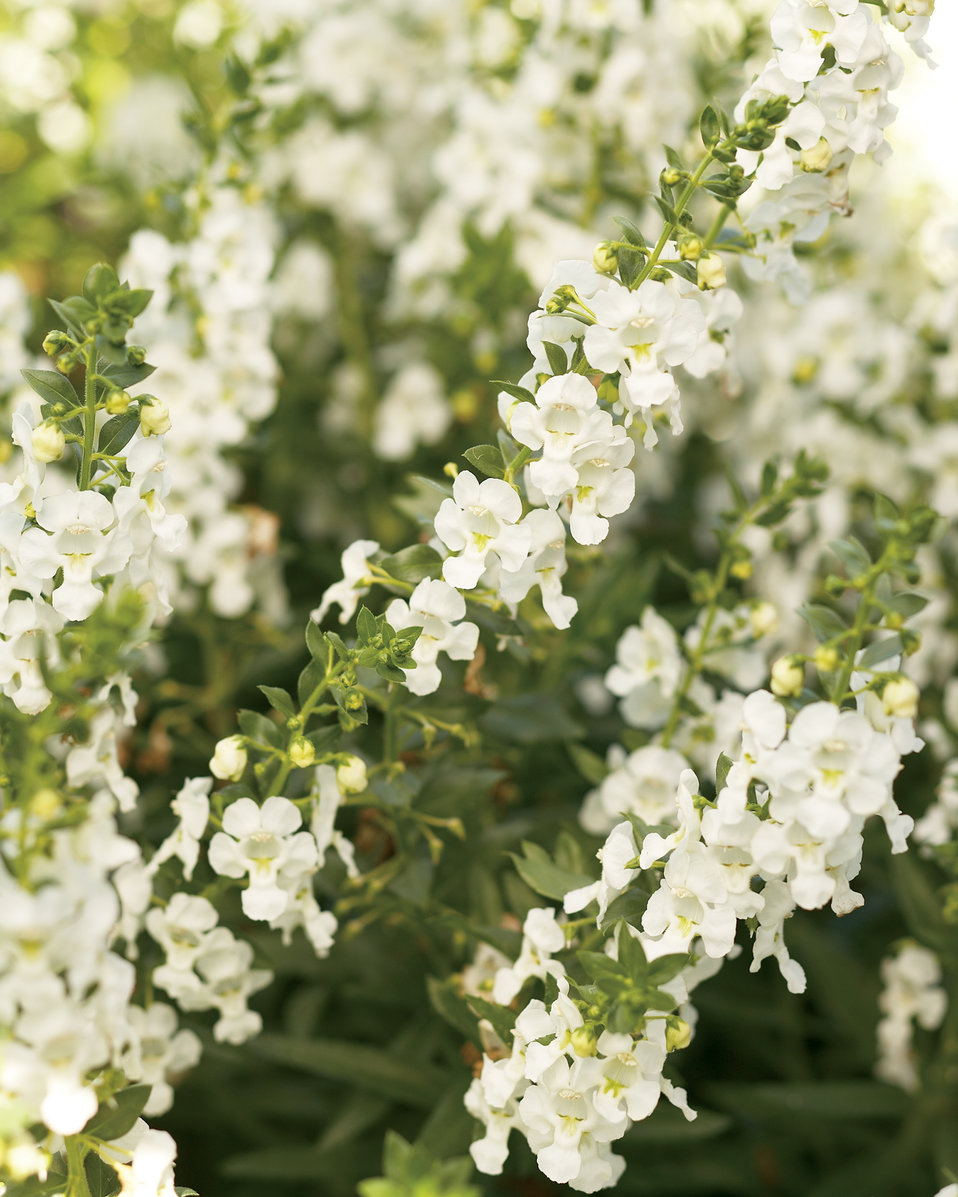 Angelface® White Summer Snapdragon Angelonia angustifolia hybrid