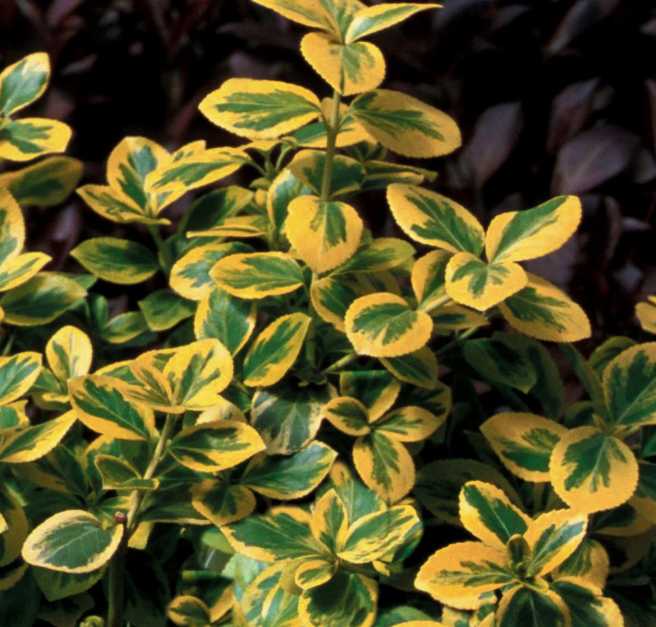 Gold Splash® Wintercreeper Euonymus fortunei Proven Winners