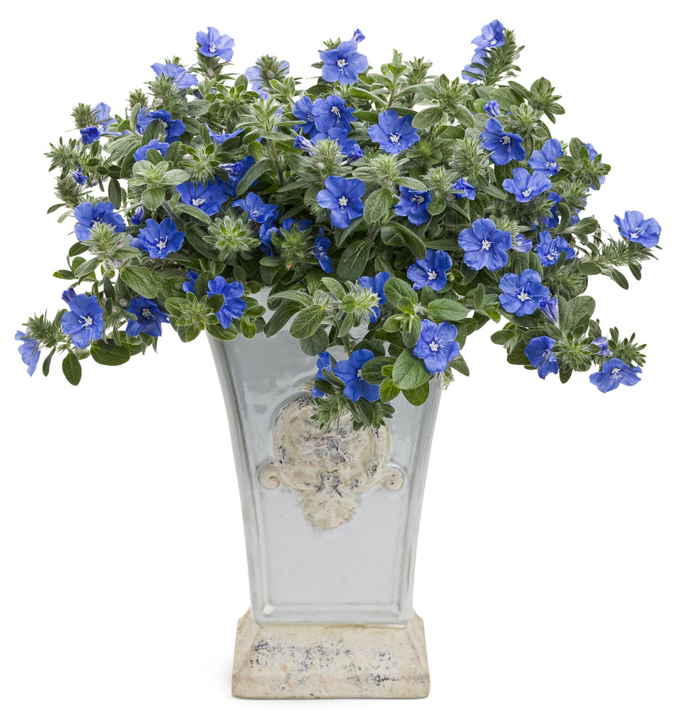Blue My Mind® Dwarf Morning Glory Evolvulus hybrid Proven Winners