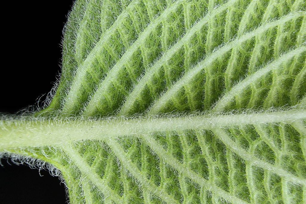 How to shoot macro with the Samsung Galaxy S22 Ultra by Jose Antunes