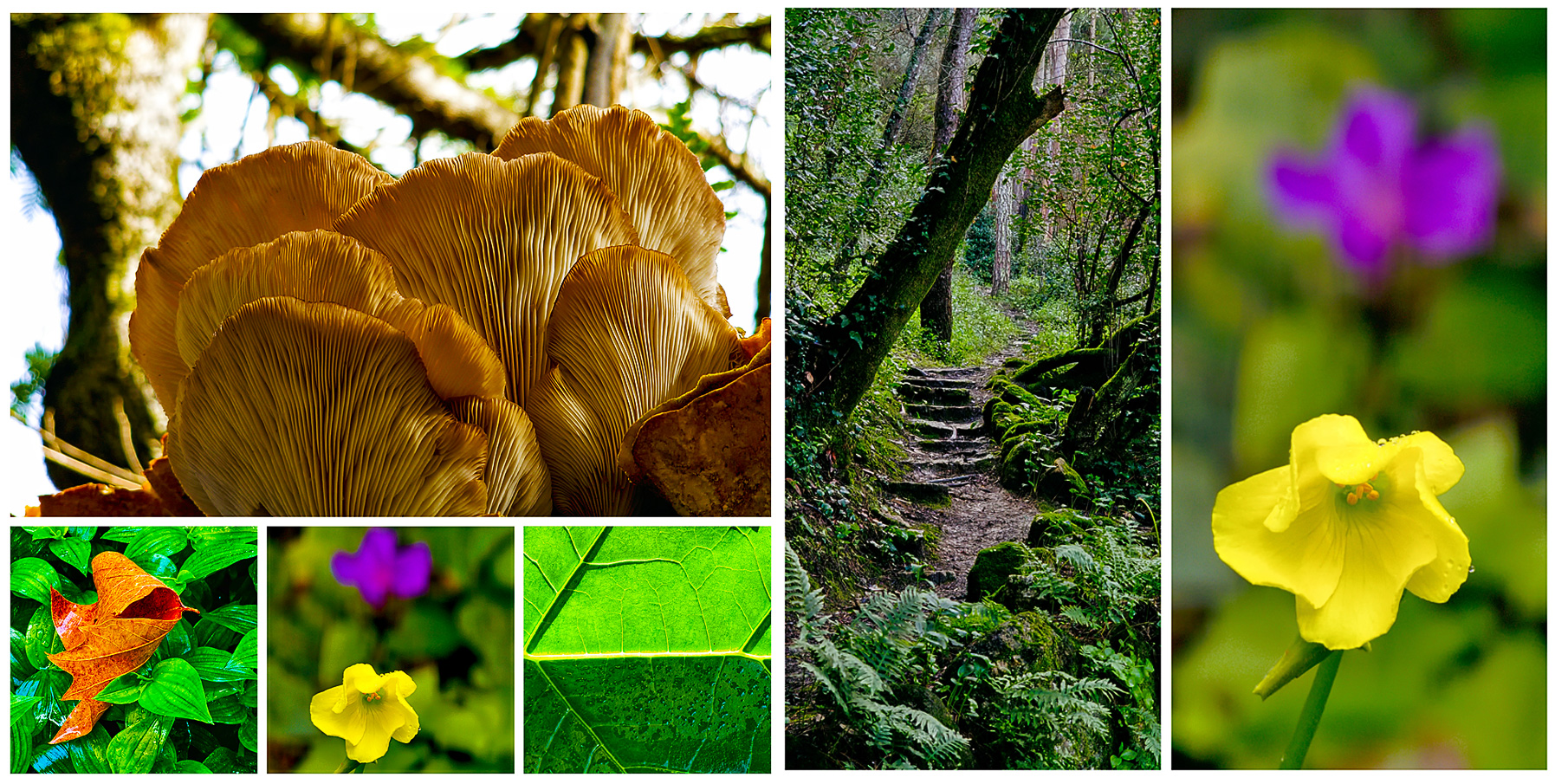 A photo collage app hidden inside Samsung smartphones by Jose Antunes