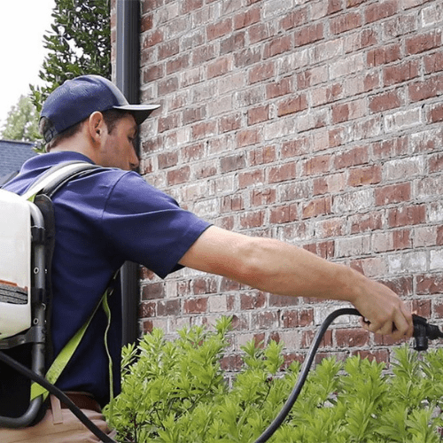 Flea and Tick in Birmingham, AL Prowess Pest Control