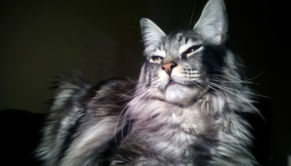 Top 10 Cat Breeds that Act like Dogs Prudent Pet Insurance