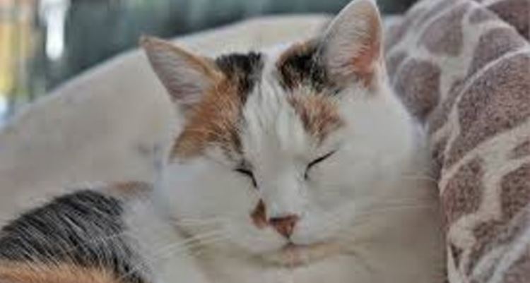 Why are My Cat’s Eyes Watering Prudent Pet Insurance