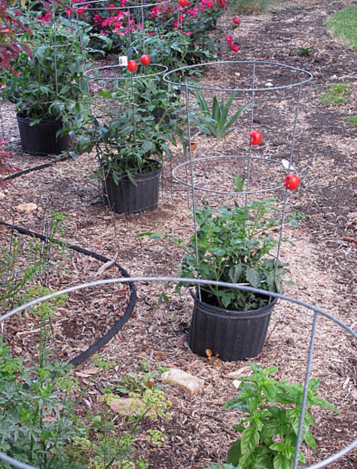 Stop Squirrels from Eating Your Tomatoes Planting to Grow