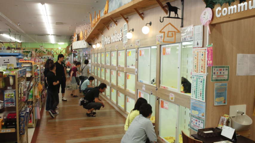 店舗情報 « ペットショップ ふしみ